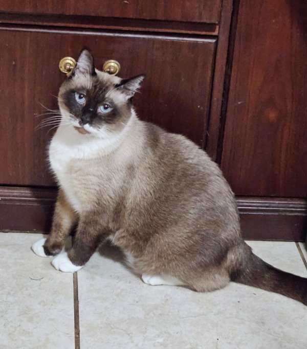 Lost Siamese in Sanford, FL