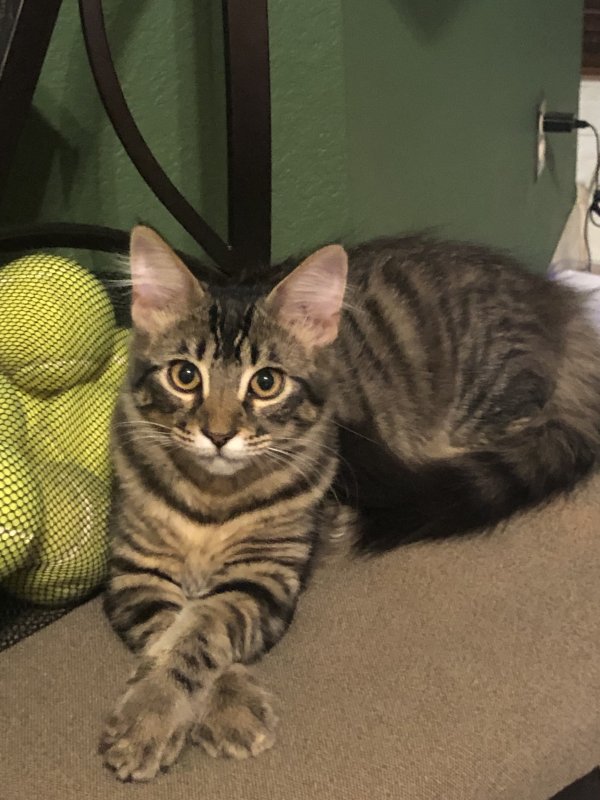 Lost American Shorthair in The Colony, TX