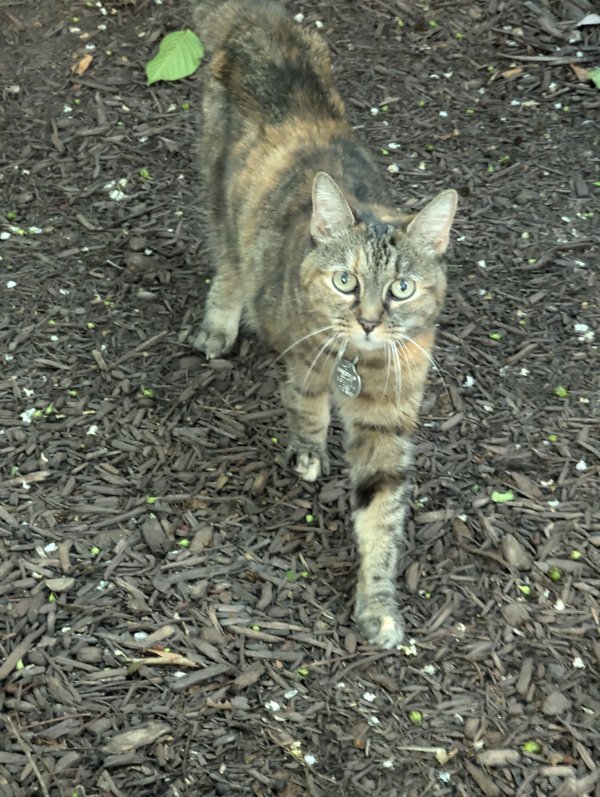 Found Cat in Germantown, MD