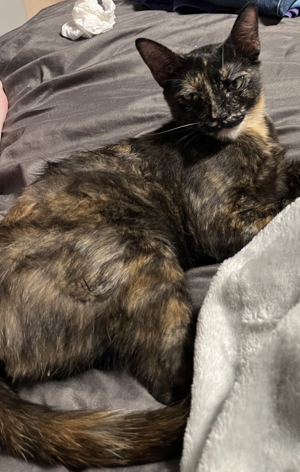 Found Cat in Littlerock, CA