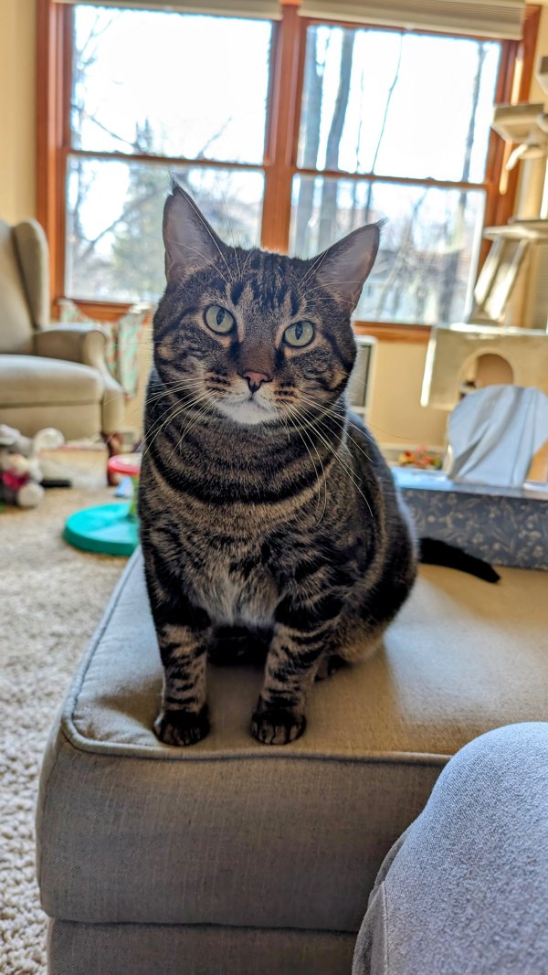 Lost Domestic Short Hair in New Berlin, WI