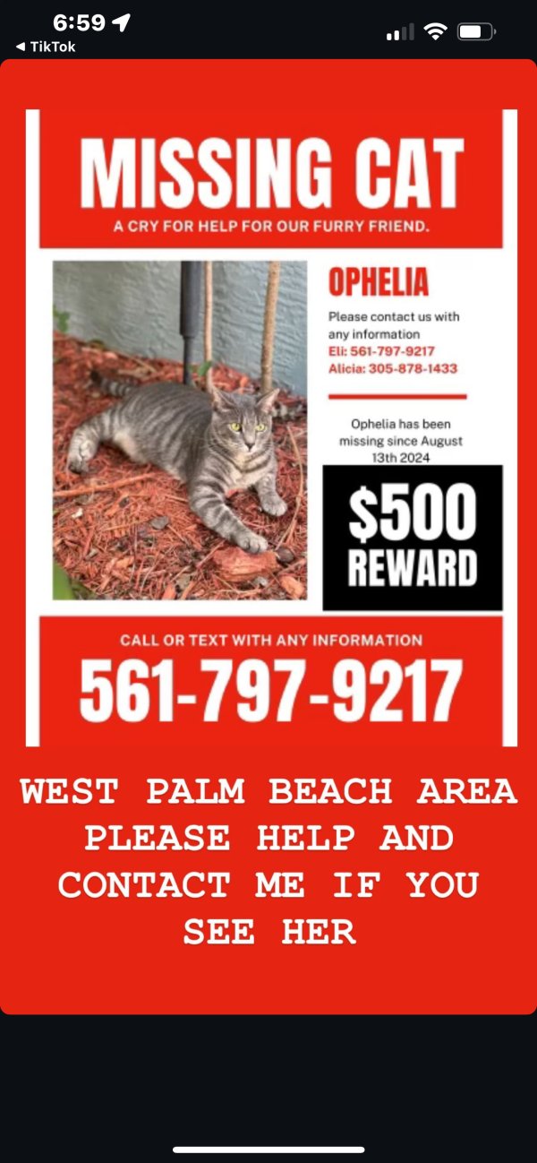 Lost American Shorthair in West Palm Beach, FL