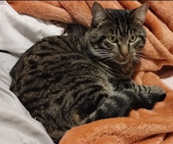 Lost Domestic Short Hair in North Aurora, IL