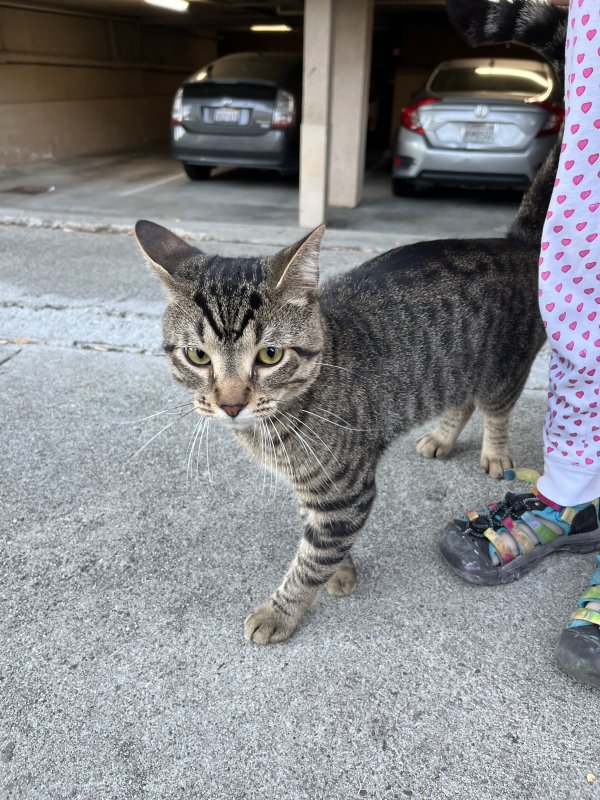 Found Cat in Los Angeles, CA