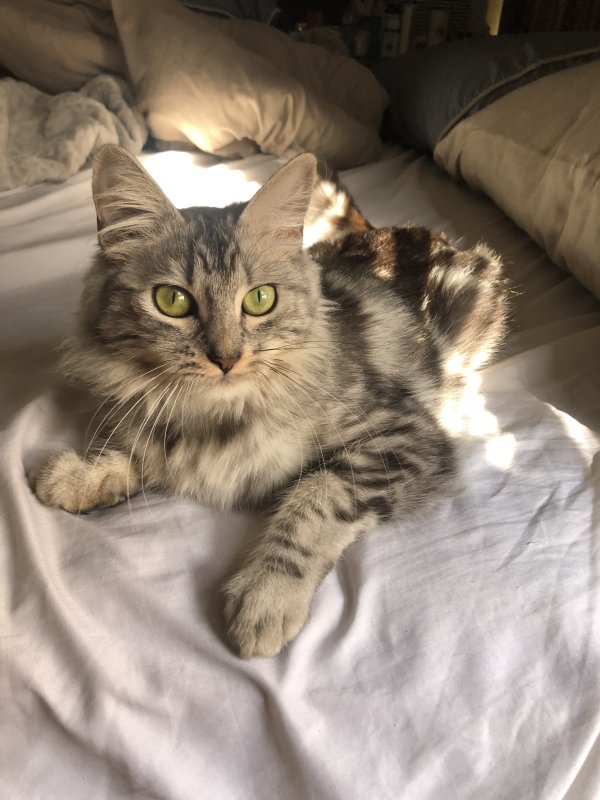 Lost Siberian in Carson, CA