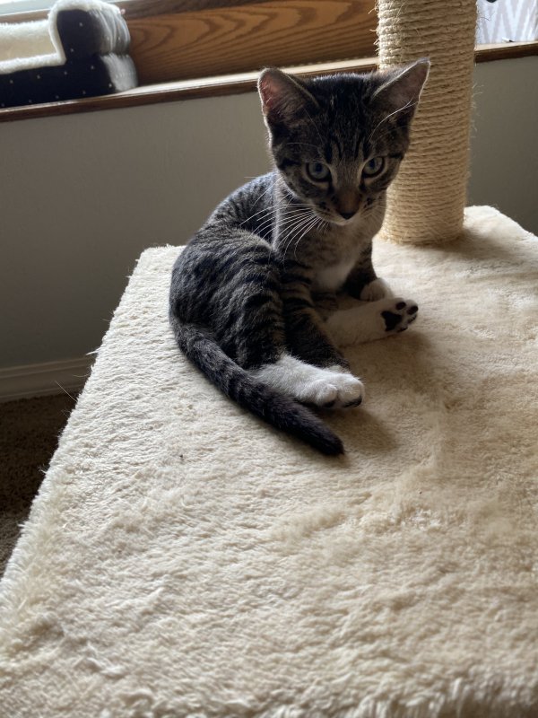 Found American Shorthair in Wichita, KS