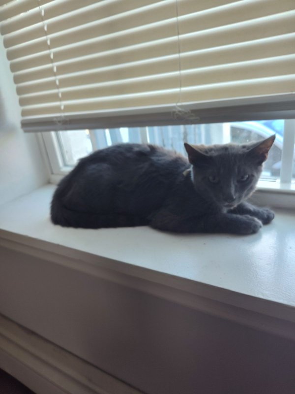 Lost American Shorthair in Newburgh, NY