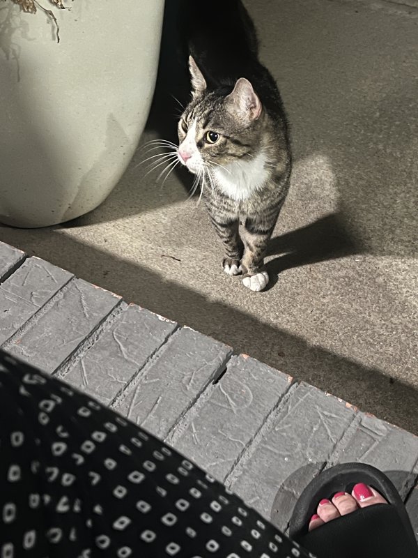 Found American Shorthair 