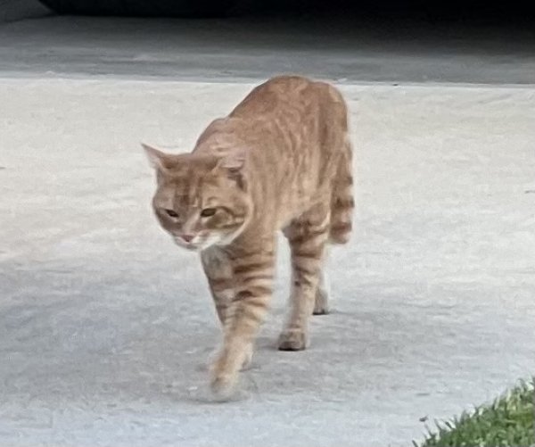 Found Domestic Short Hair 