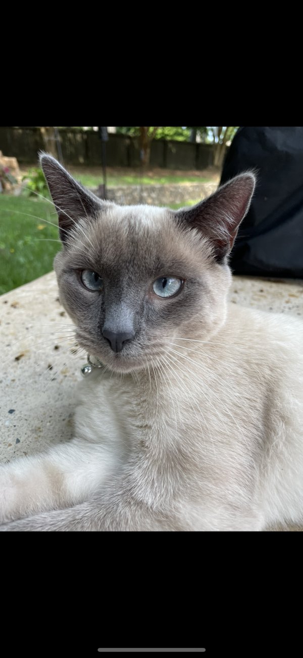 Lost Siamese in Kennesaw, GA