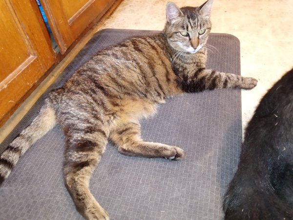 Lost American Shorthair in Fort Worth, TX