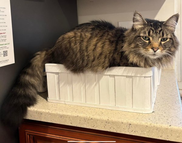 Stolen Maine Coon in Columbus, OH