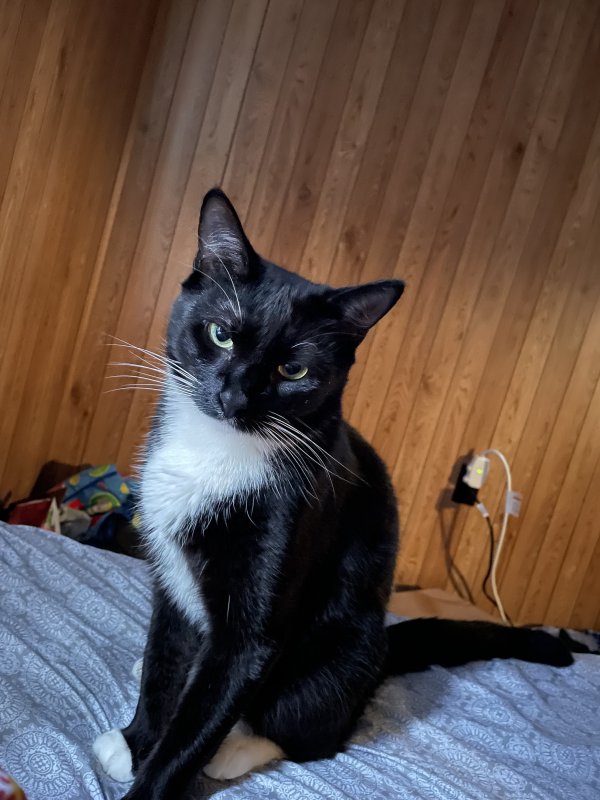 Lost American Shorthair in Altoona, PA