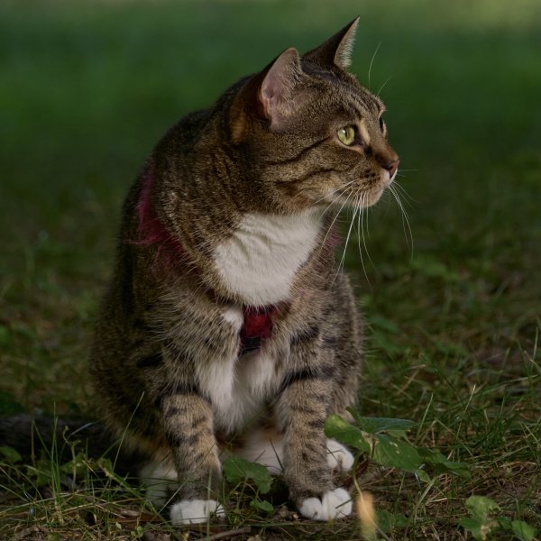 Lost American Shorthair in Andover, MA