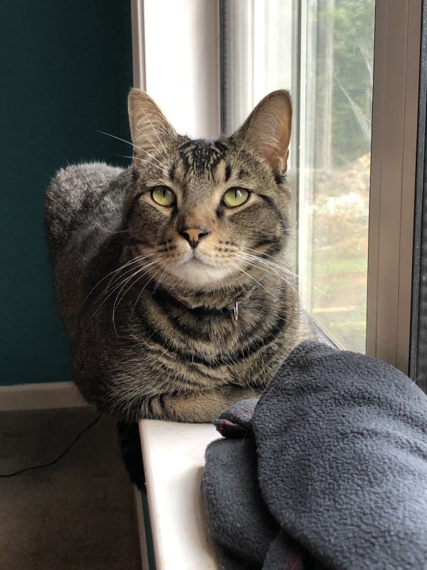 Lost Domestic Short Hair in Charlotte, NC