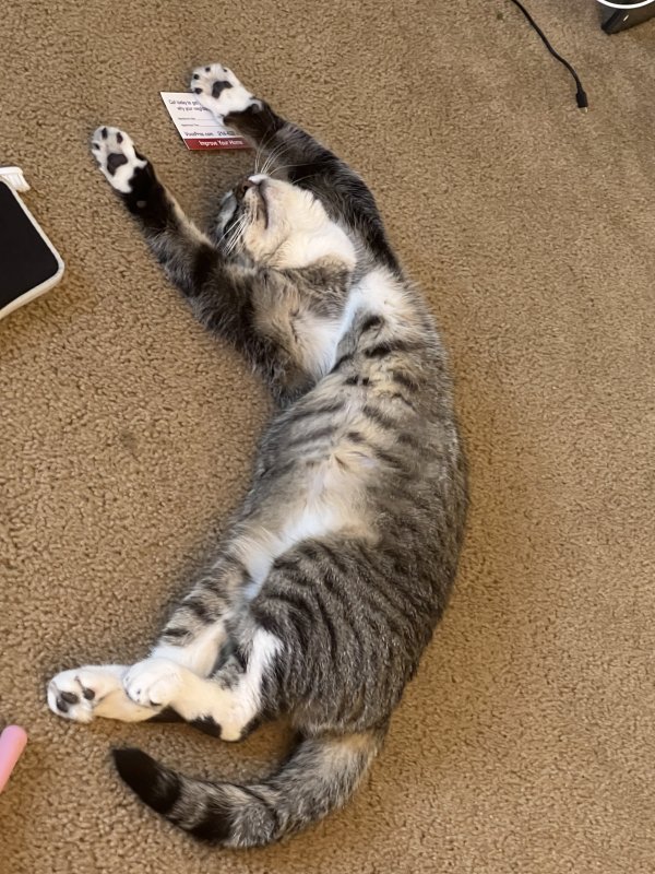 Lost American Shorthair in Plano, TX