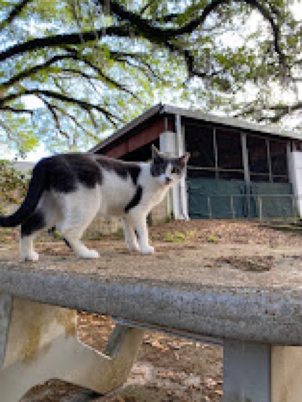 Lost American Shorthair in Gainesville, FL