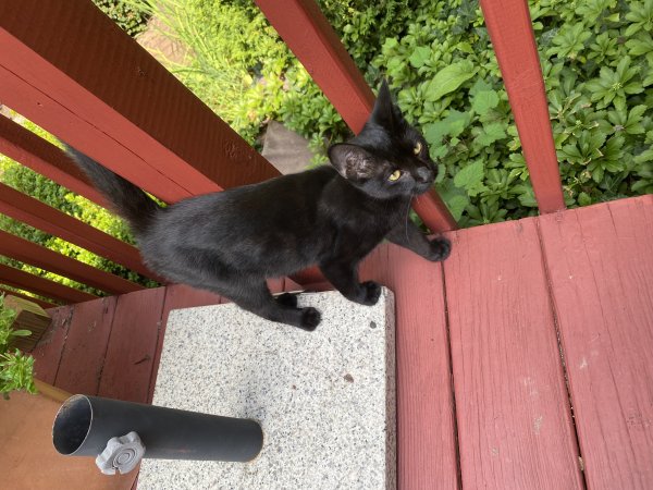 Found Domestic Short Hair in Jenkintown, PA