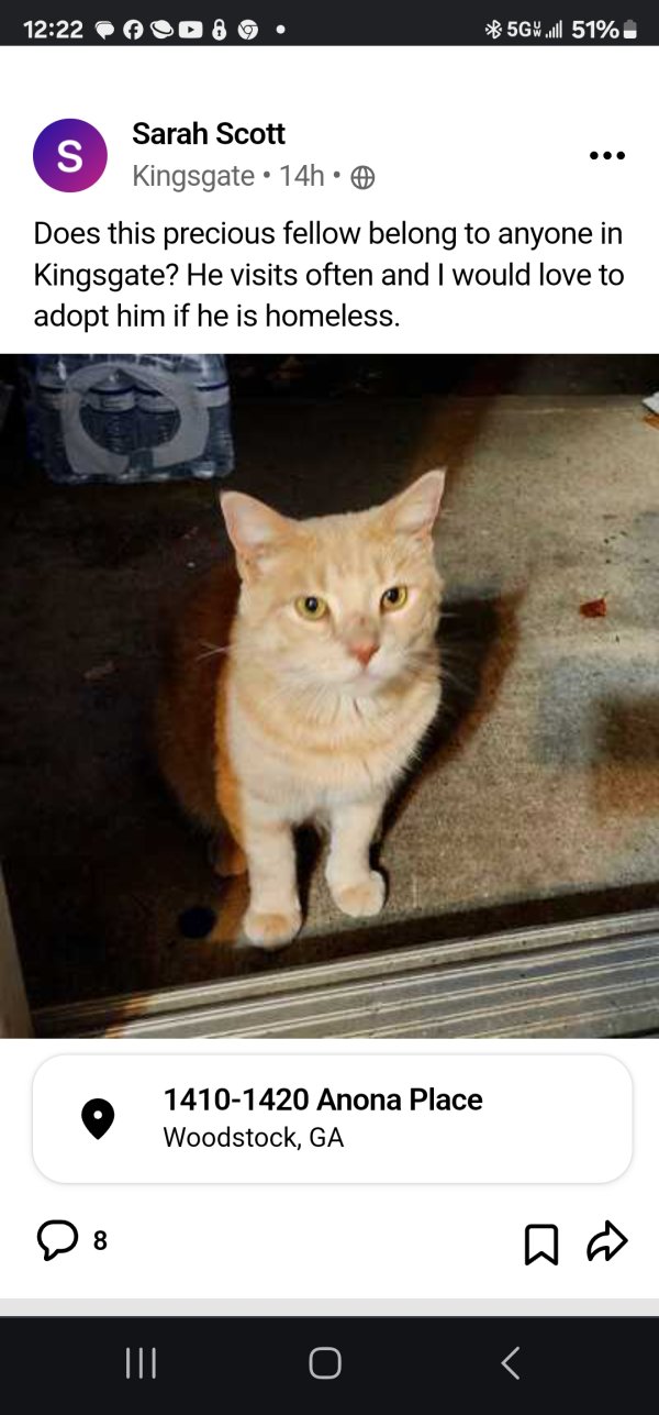 Found American Shorthair in Woodstock, GA