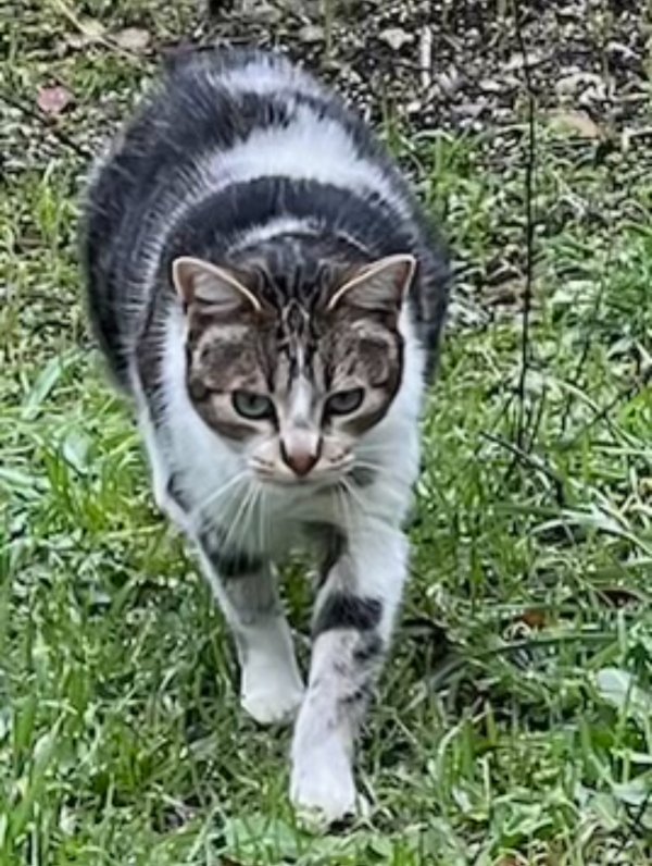 Lost Domestic Short Hair in California