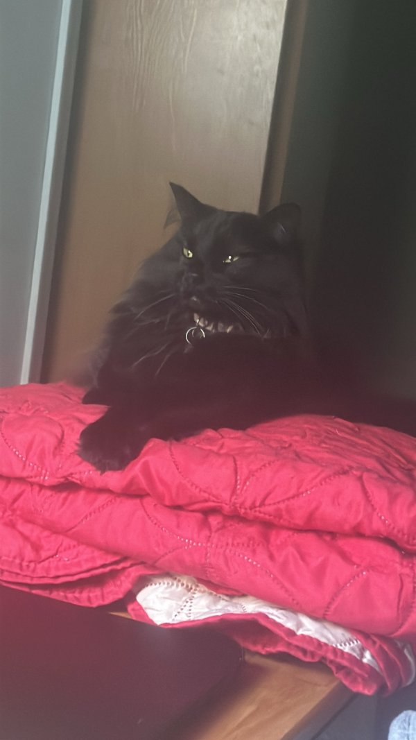 Lost Domestic Long Hair in Greenacres, WA