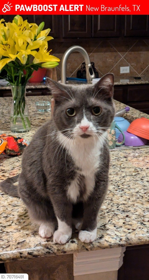 Lost Domestic Short Hair in New Braunfels, TX