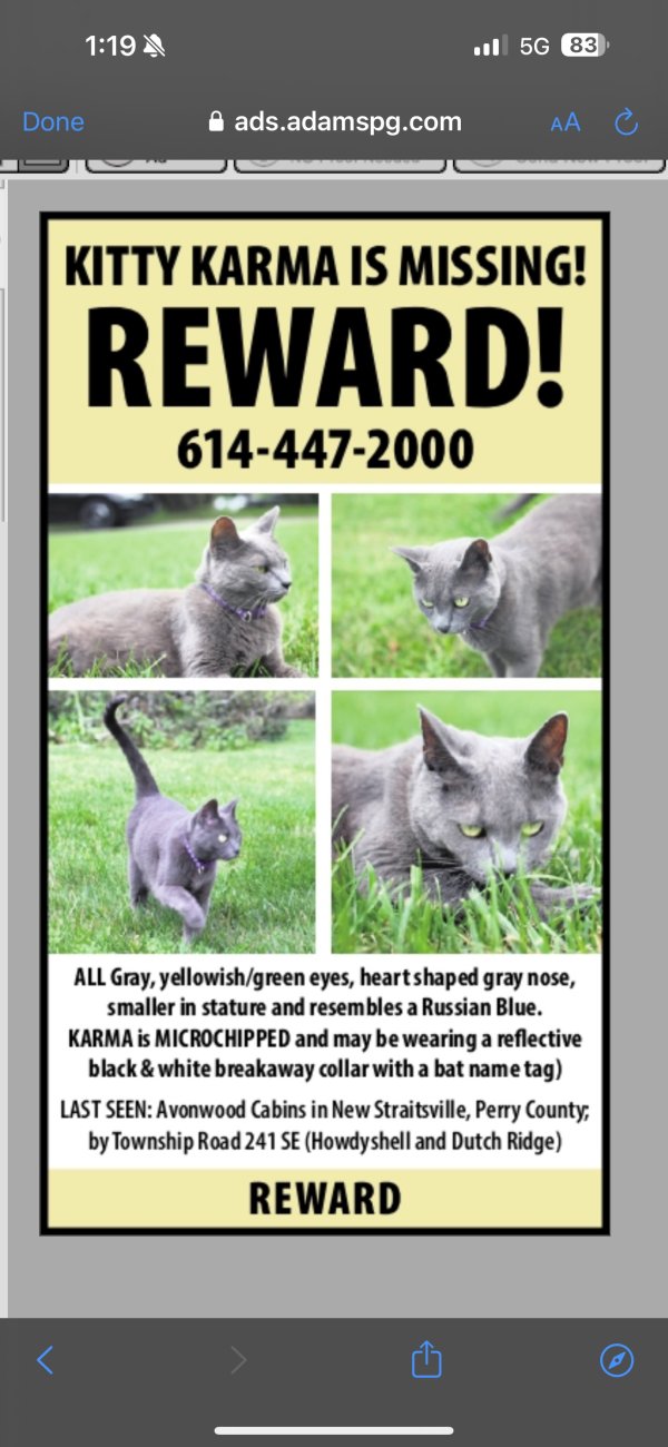 Lost Russian Blue in New Straitsville, OH