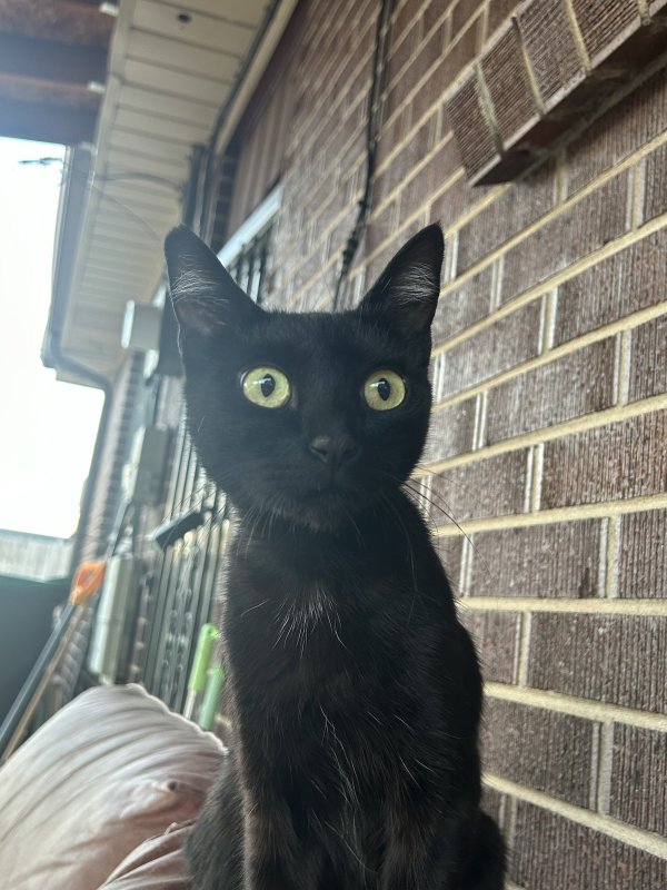 Lost Domestic Short Hair in Littleton, CO