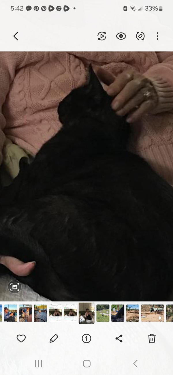 Lost American Shorthair in Texas