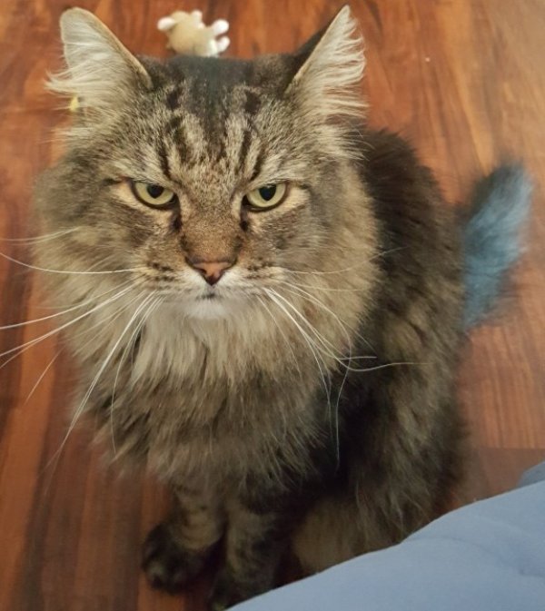 Lost Domestic Long Hair in Saint Paul, MN