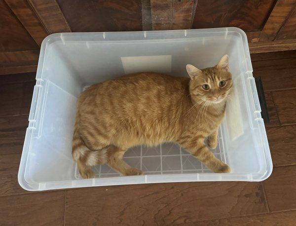 Lost American Shorthair in McKinney, TX