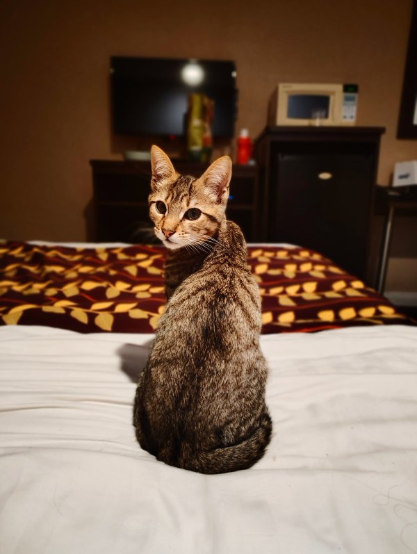 Stolen Domestic Short Hair in Richmond, CA