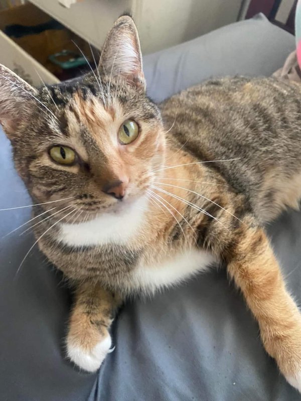 Lost Domestic Short Hair in Washington