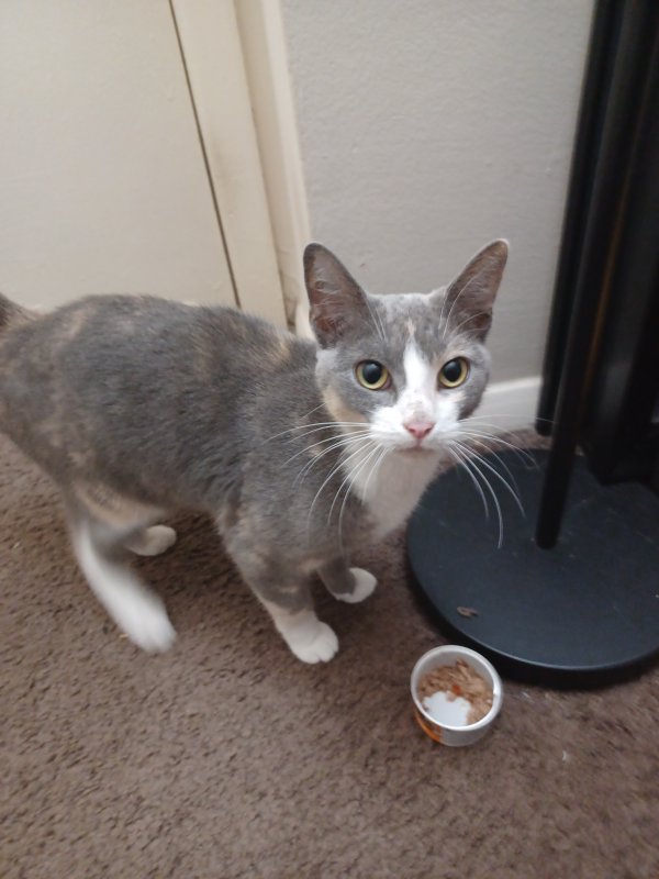 Found Domestic Short Hair in Clarksville, IN