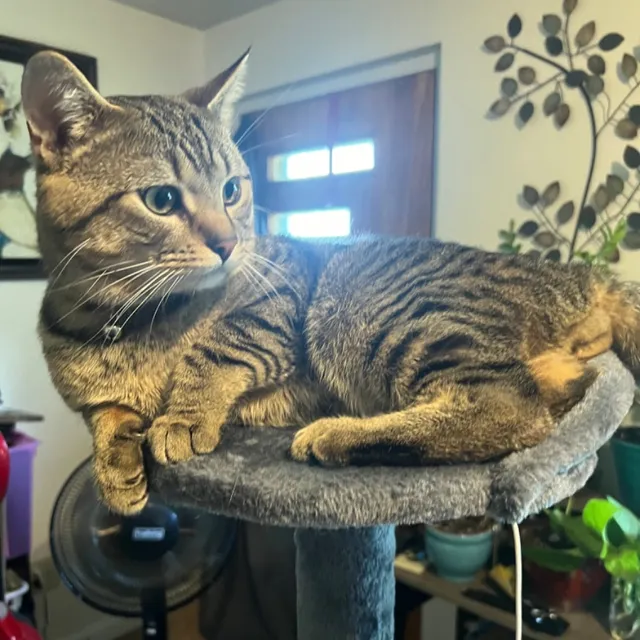 Lost Domestic Short Hair in Ashland, OH