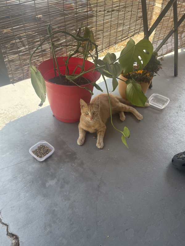 Found Cat in Rosemead, CA