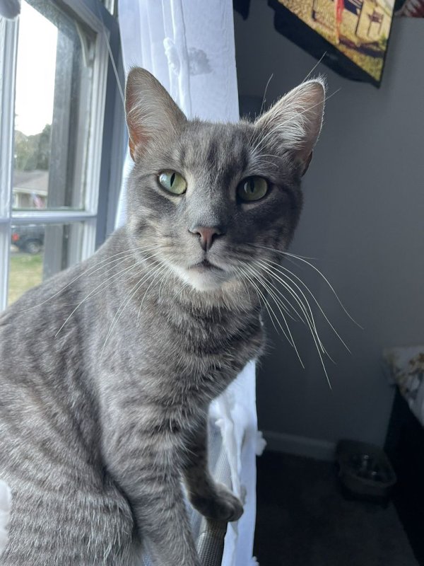 Lost American Shorthair in Lawrenceville, GA