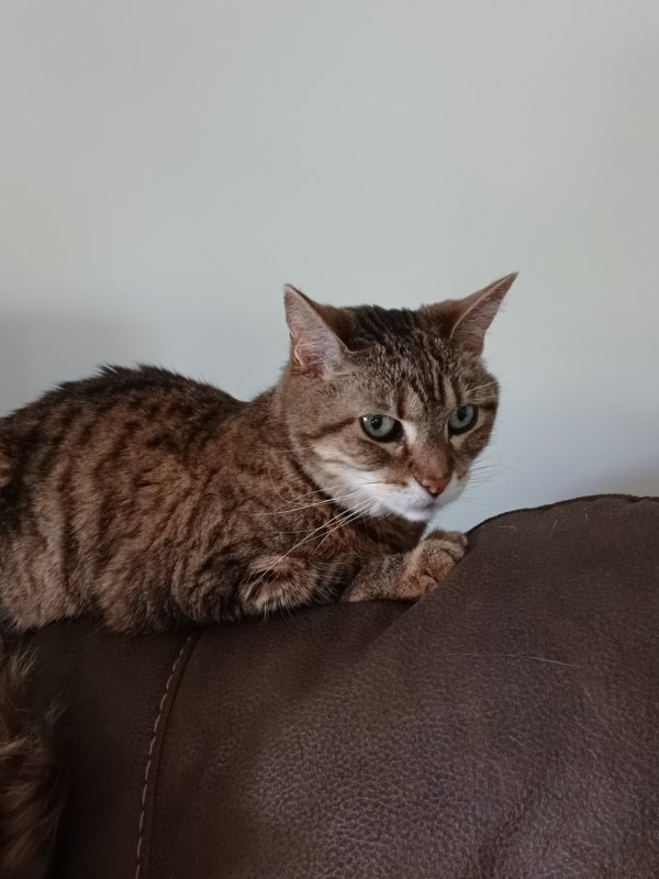 Lost Domestic Short Hair in Elgin, IL