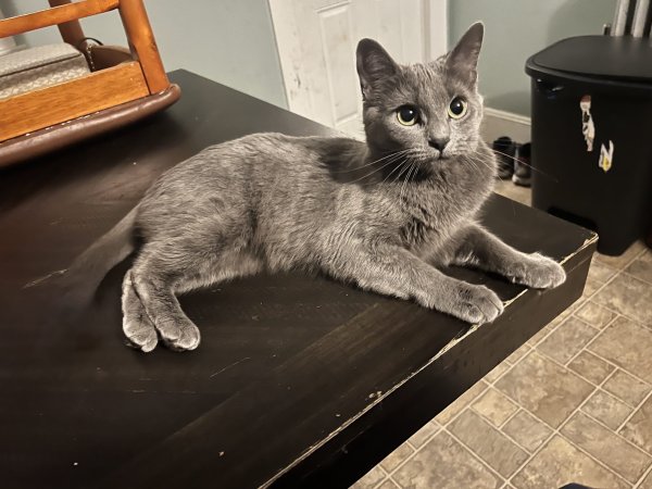 Lost Domestic Short Hair in Springfield, MA