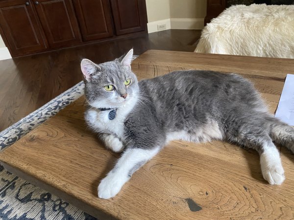 Lost Manx in Plano, TX