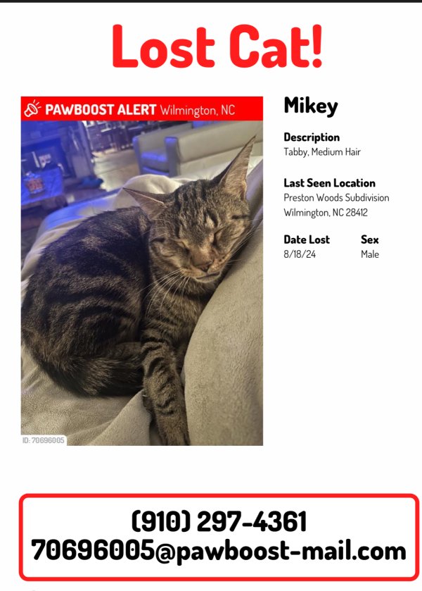 Lost Cat Mikey in Wilmington, NC (28412) - Tabby Tracker