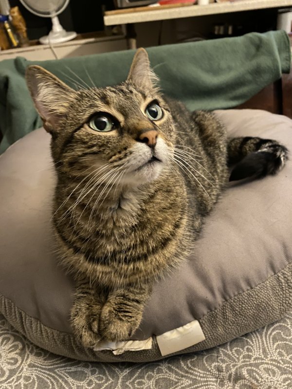 Lost Domestic Short Hair in Lagrange, ME