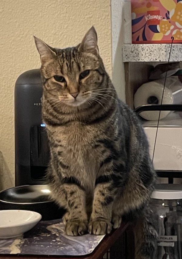 Lost Cat in Milton, WA