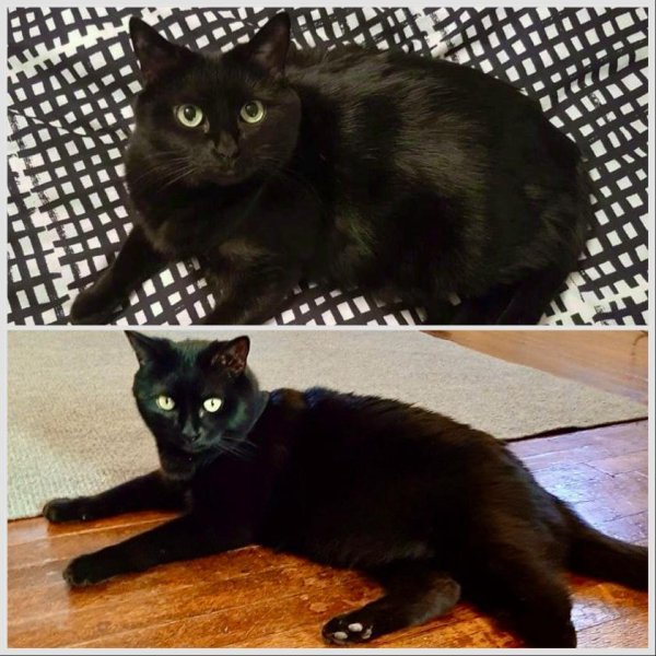 Lost Domestic Short Hair in Valencia, CA