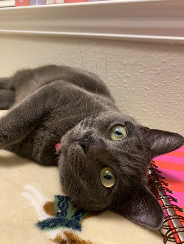 Lost Russian Blue in Plano, TX