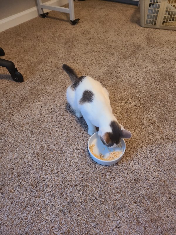 Found Cat in Lakeland, FL