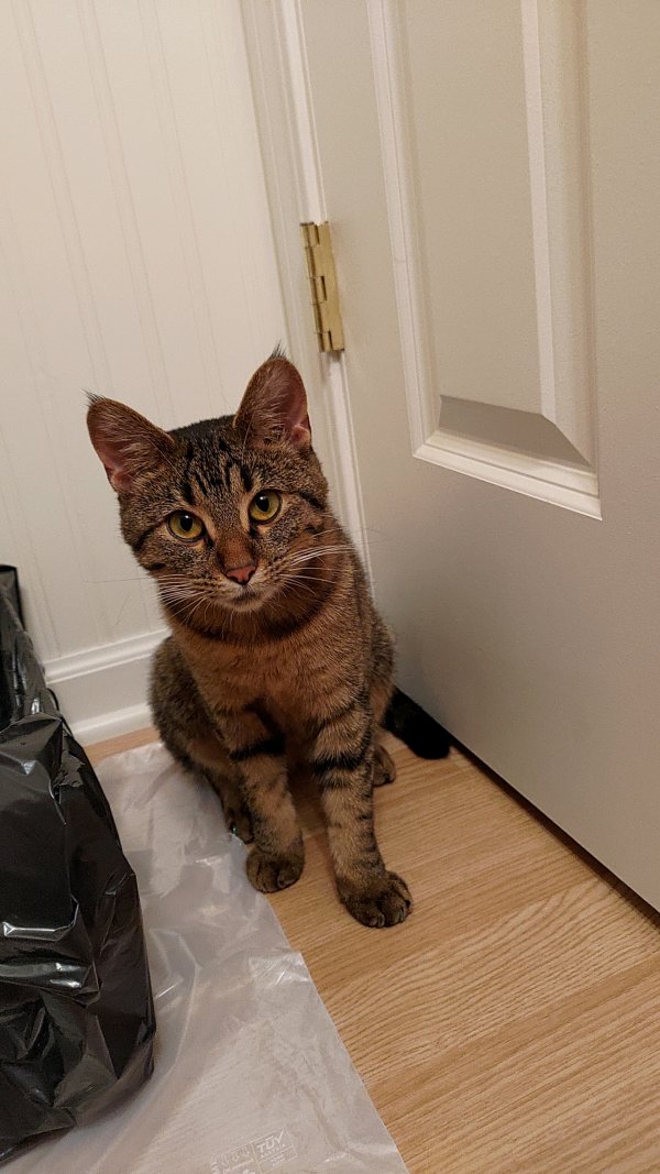 Found American Shorthair in Sugar Grove, IL