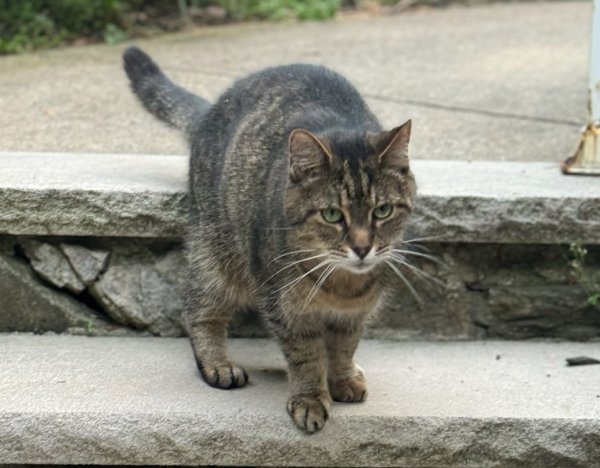 Lost Domestic Short Hair in Massachusetts