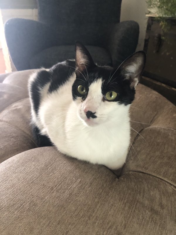 Lost Domestic Short Hair in Arcadia, CA