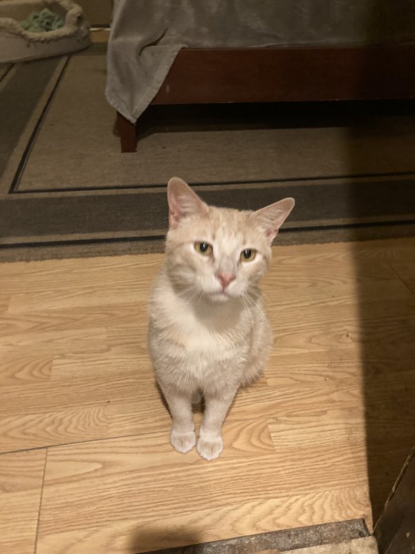 Lost American Shorthair in Plano, TX